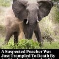 I don't have a problem with death penalty for poachers when it an endangered species.