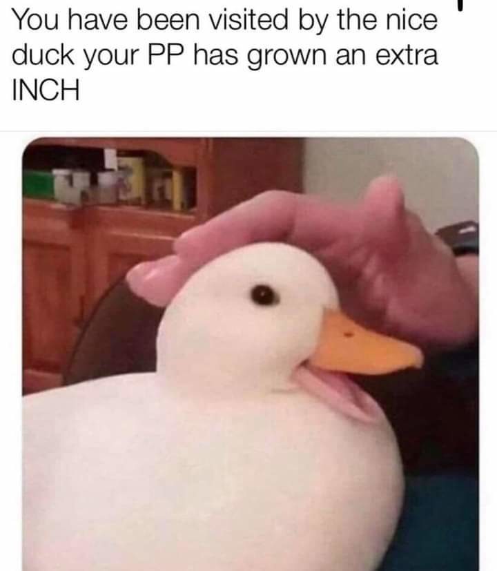 Pet the duck - meme