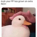 Pet the duck