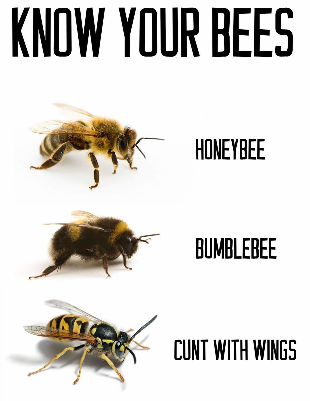 Dickhead bee - meme