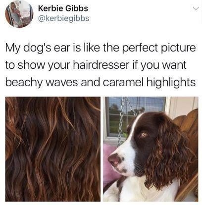 My dog's ear got better beachy waves than me - meme
