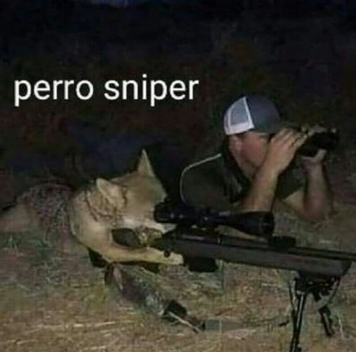Perro sniper - meme