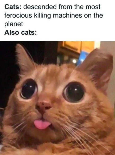 cats are hawt :3 - meme
