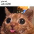 cats are hawt :3