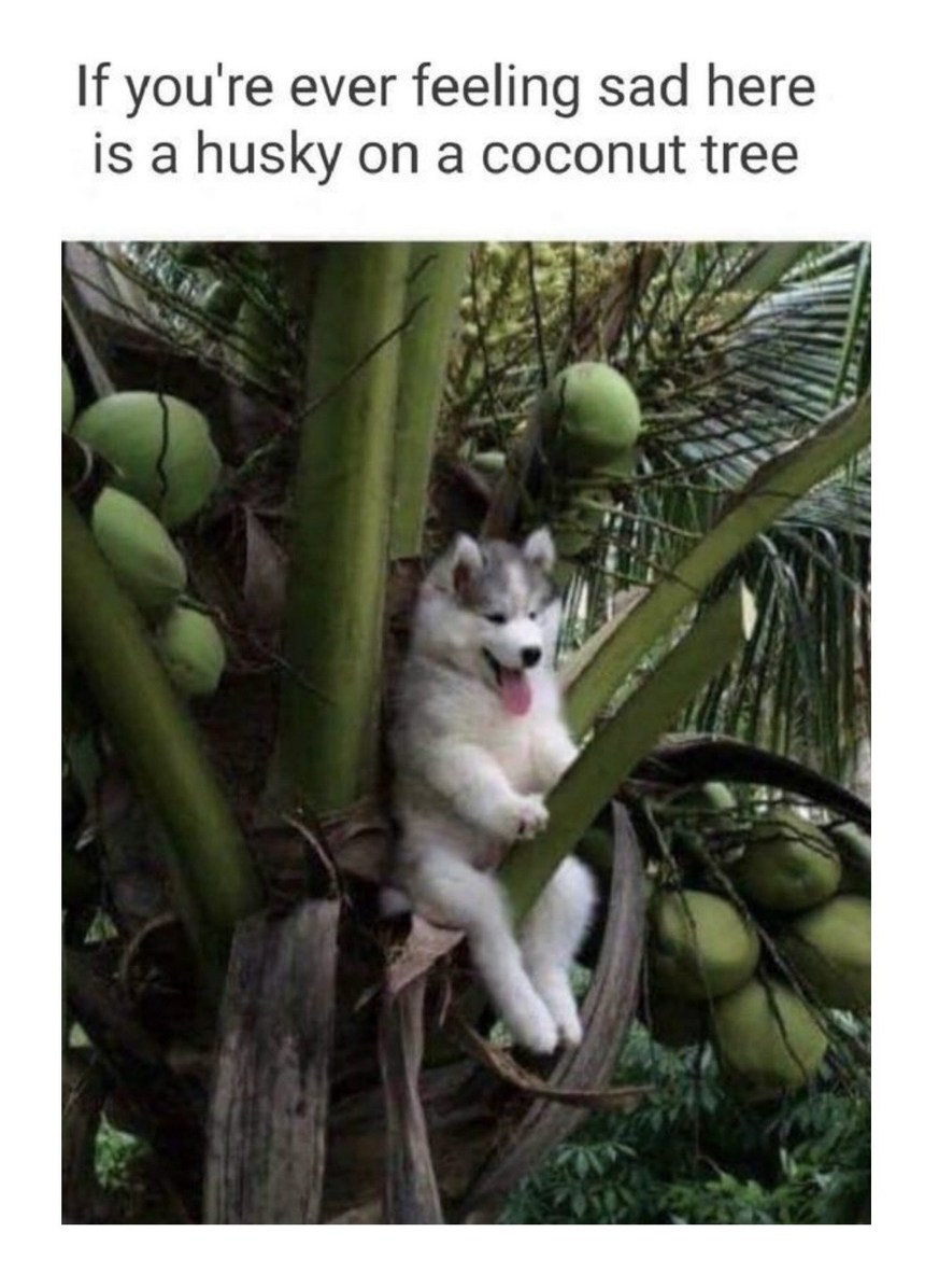 Coconut memes we deserve