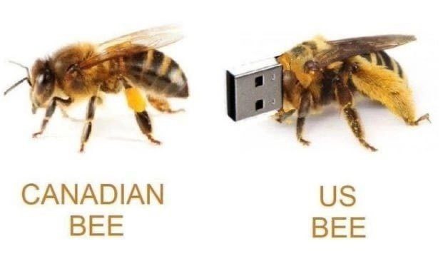 US BEE - meme
