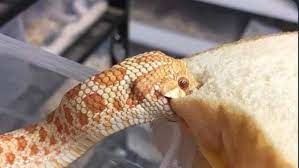 Plantilla de serpiente comiendo un pan - meme