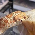 Plantilla de serpiente comiendo un pan
