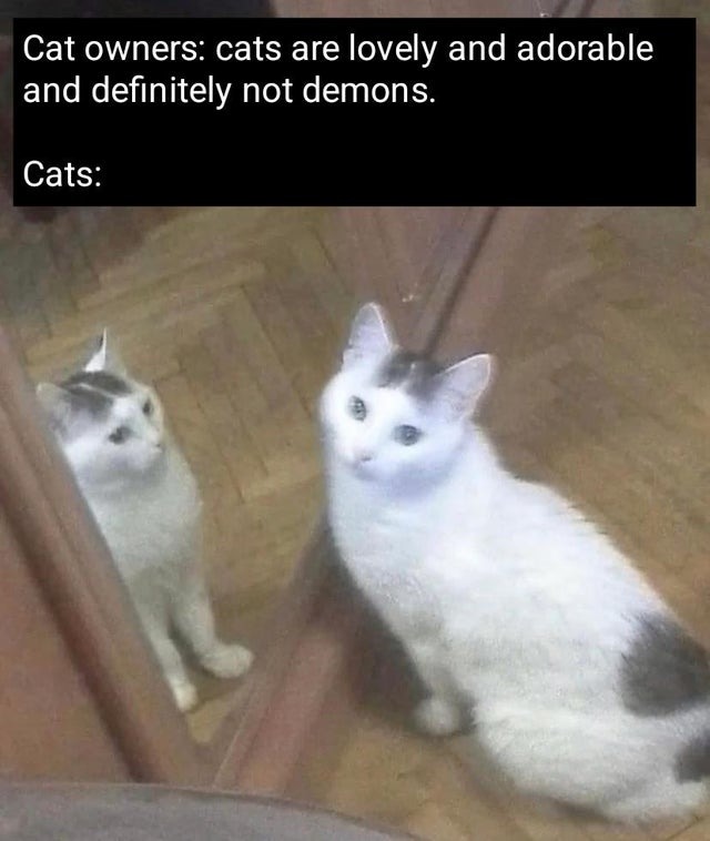 Cats are evil - meme