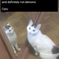 Cats are evil