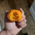 Honestly best orange I've had