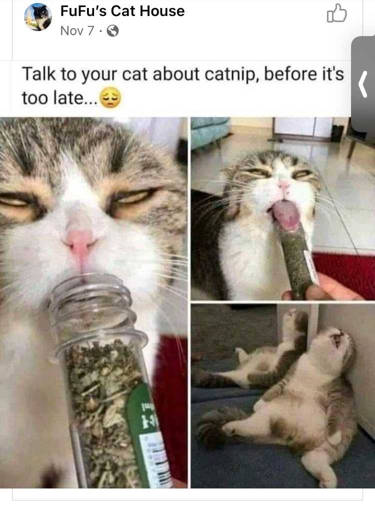 kitty nip - meme