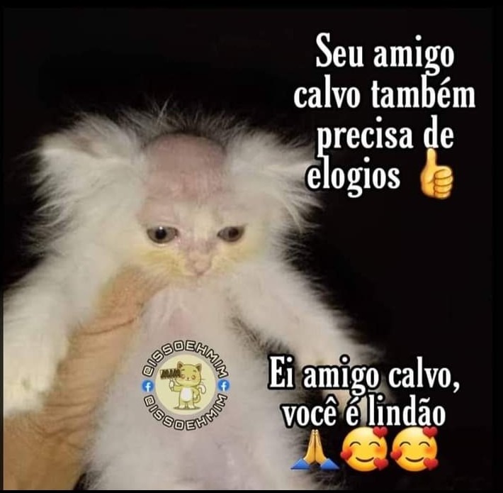 E a tropa do calvo ?! Só os calvão de cria no Galo! 😂😂😂😂😂😂😂😂, By  Southamericagalo