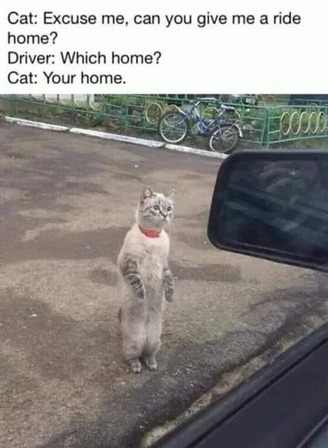 stray cat meme