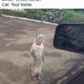 stray cat meme