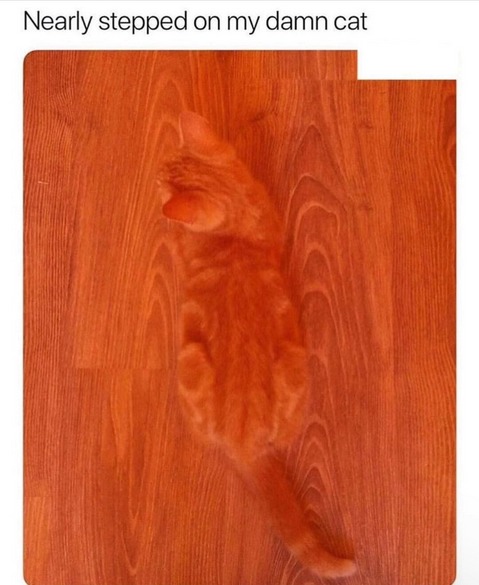 "oh cool the swirl in rhe wood is cat-shaped" - meme