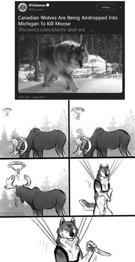 Airdrop the wolves - meme