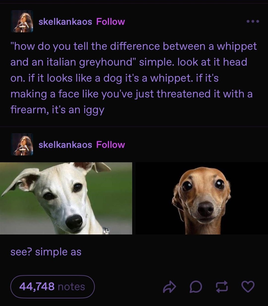 How to tell a whippet from an Italian greyhound stare into the existential horror - meme