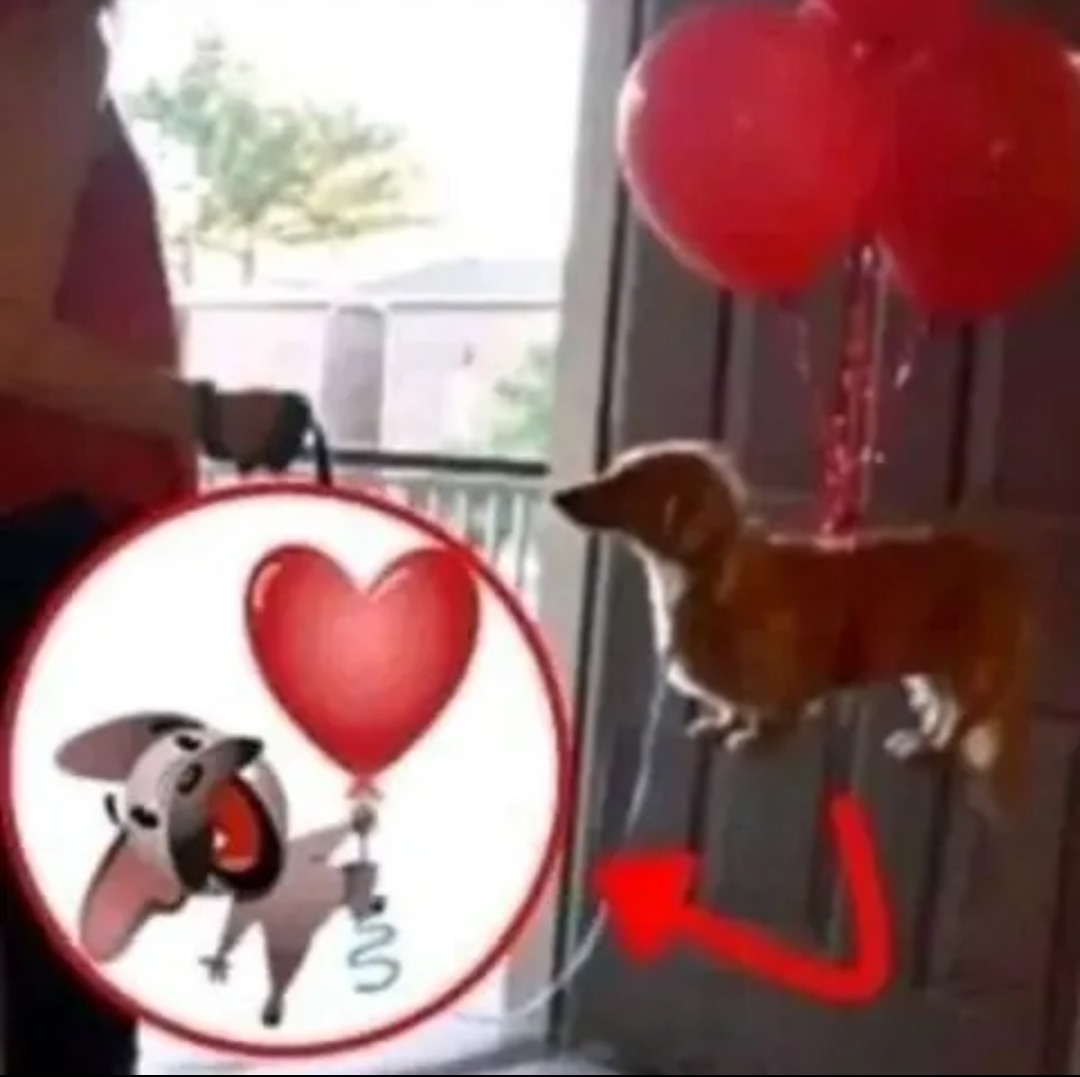 Perro con globito de corazón - meme