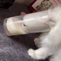 To get the milk, you must first become the milk.