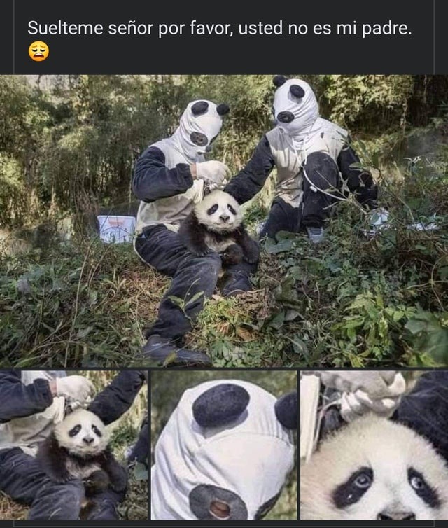 Camuflaje panda - meme