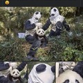 Camuflaje panda