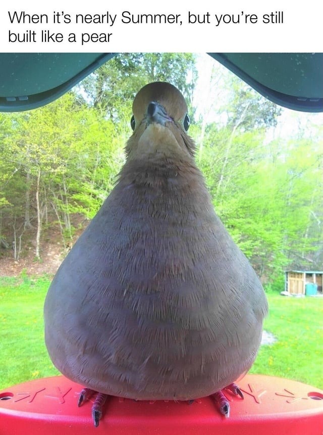 fat pigeon meme about summer