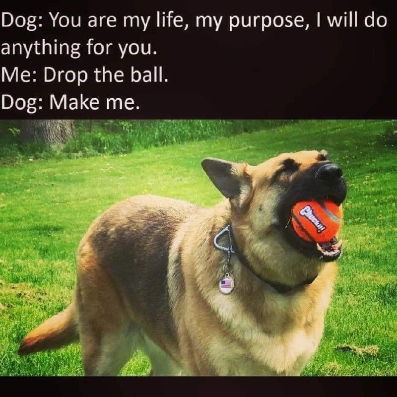 Dog: I’d die for you. Me: drop the ball tho - meme