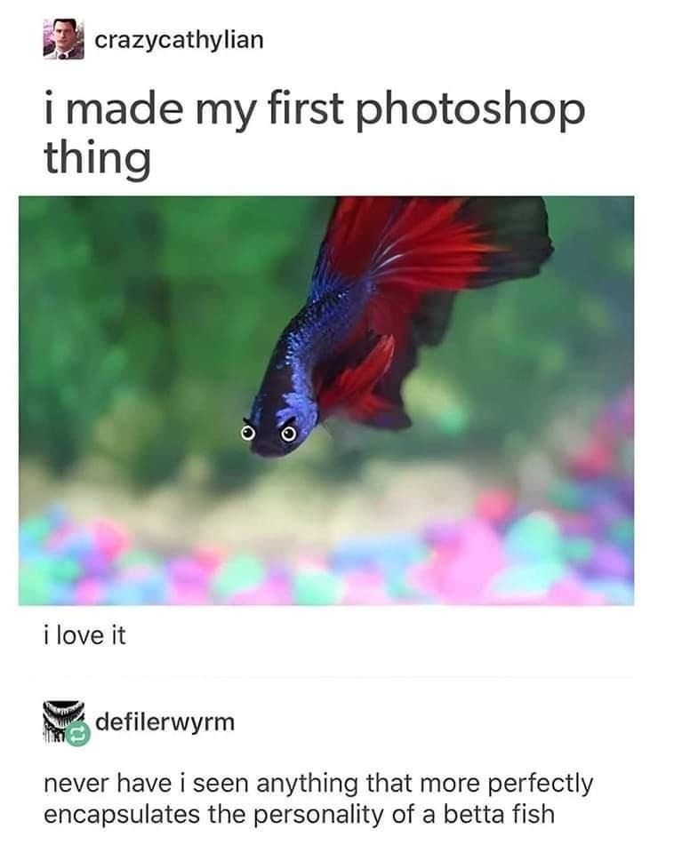 First Photoshop and already captured the essence of a betta fish - meme