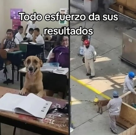 Todo esfuerzo tiene su premio al final - meme