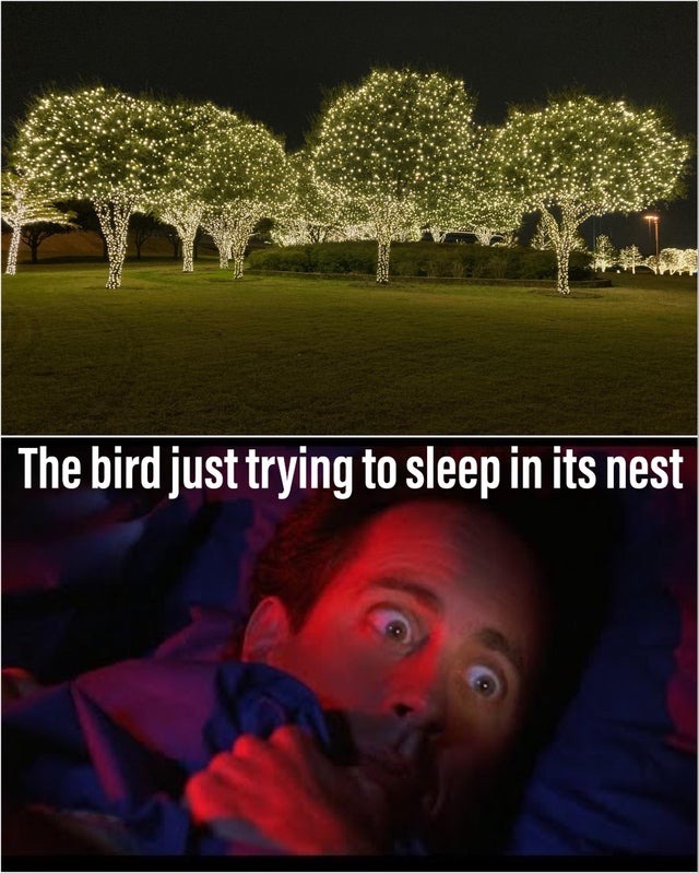 Please think of the birds when installing your Christmas lights - meme