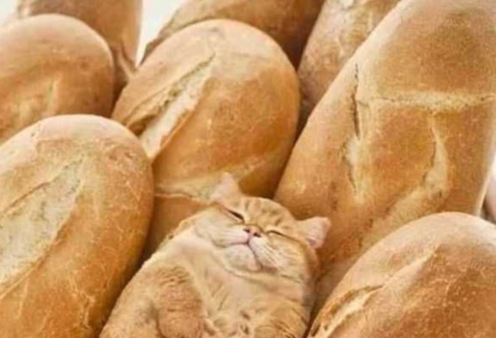 Gato pão - meme