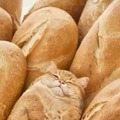 Gato pão