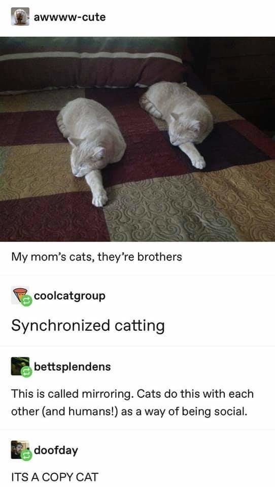 copy cats - meme
