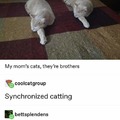 copy cats