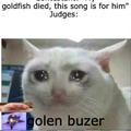 Rip goldfish
