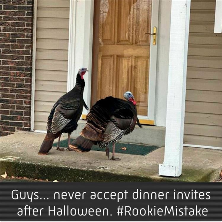 Happy Thanksgiving - meme