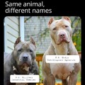I hate to use Pit Bulls for the example, but you get the idea