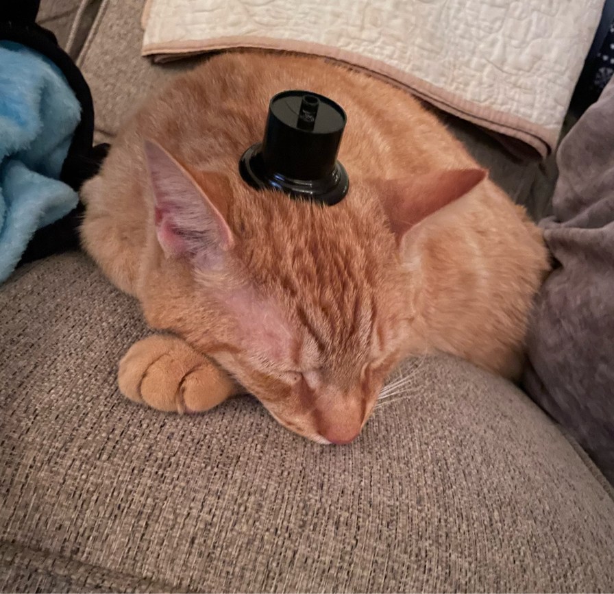 posting my cats until novagecko bans me, Nemo in a hat :) - meme
