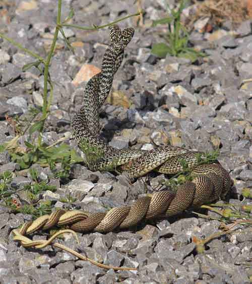 balkin whip snakes mating - meme