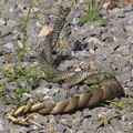 balkin whip snakes mating