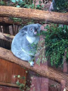 Fat Koala - meme