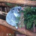 Fat Koala