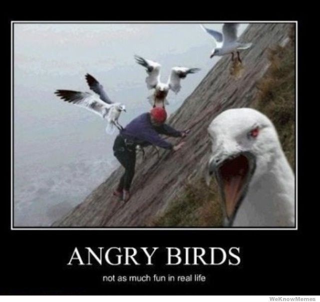 ANGRY BIRDS - meme