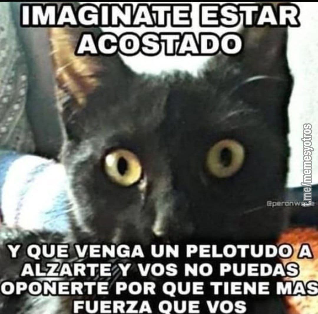 Gatos Meme Subido Por Reikan20 Memedroid 
