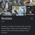 cool birds