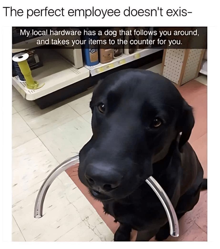 The perfect employer - meme
