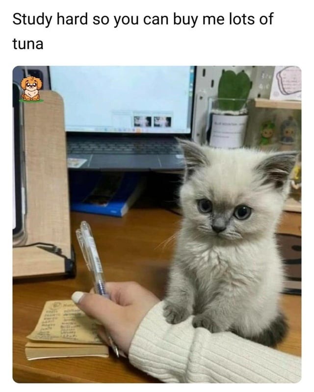 for tuna - meme
