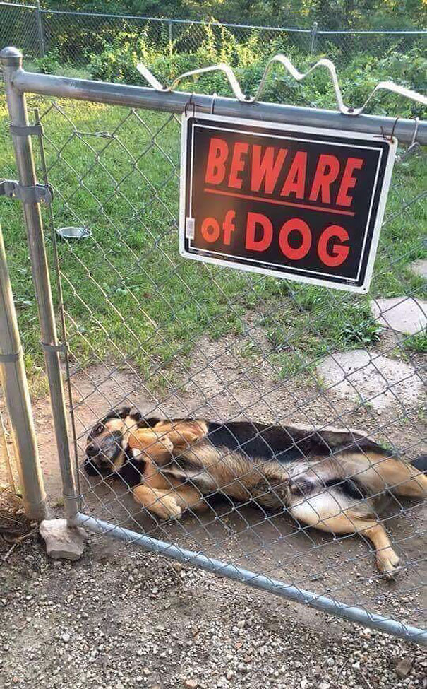Very cute dangerous doggo - meme