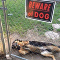 Very cute dangerous doggo